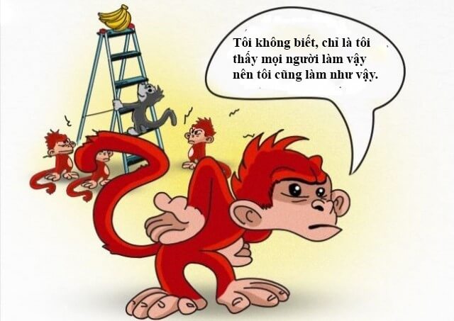 Những chú khỉ mới hành động như một thói quen của bản thân
