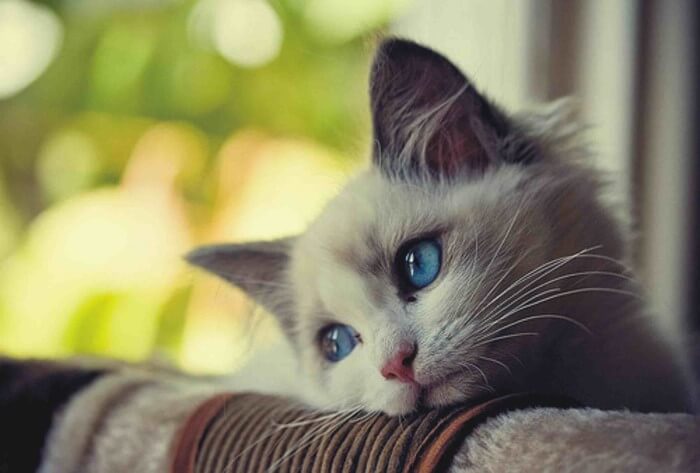 Xa gia đình, quê hương vào những ngày tết